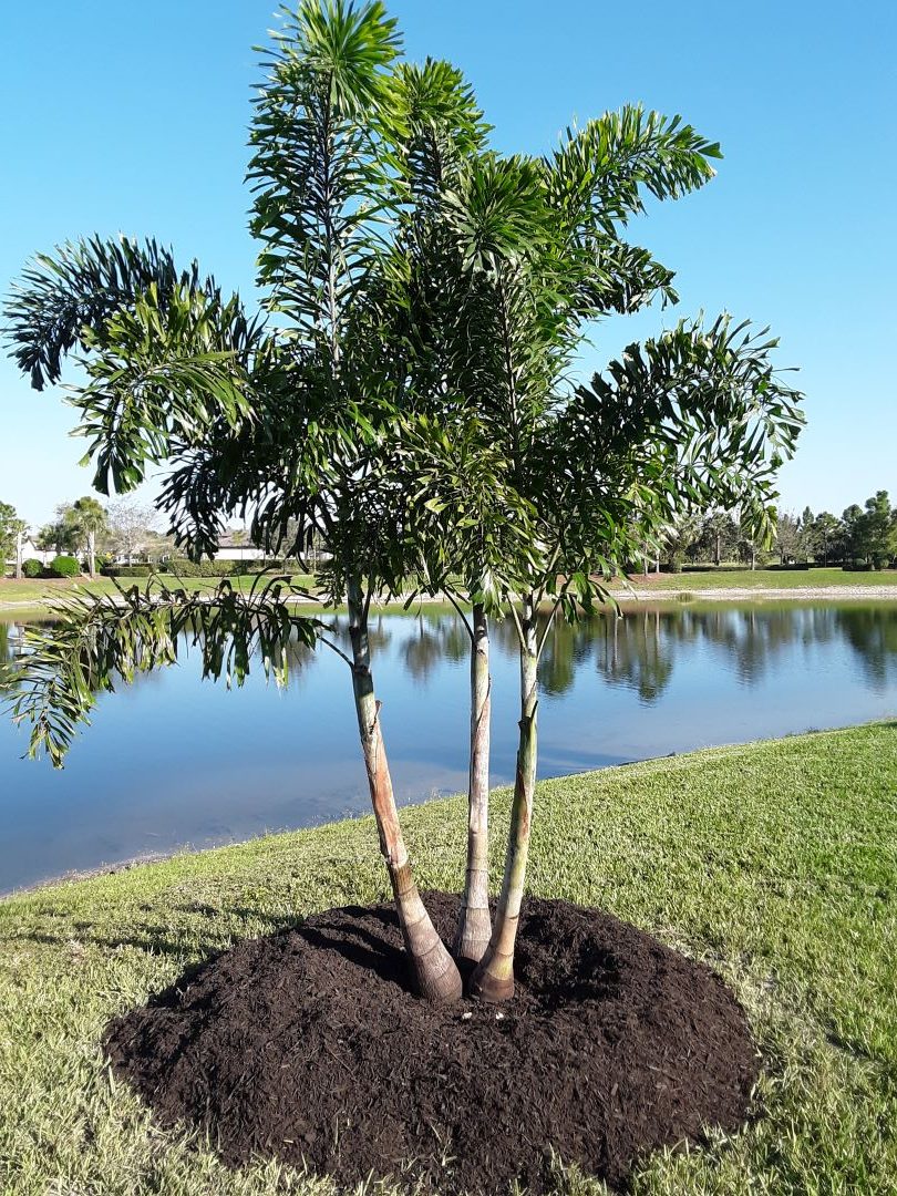 Foxtail Palm 20ft. Install Price