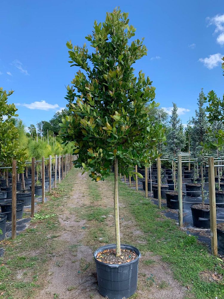 Calophyllum