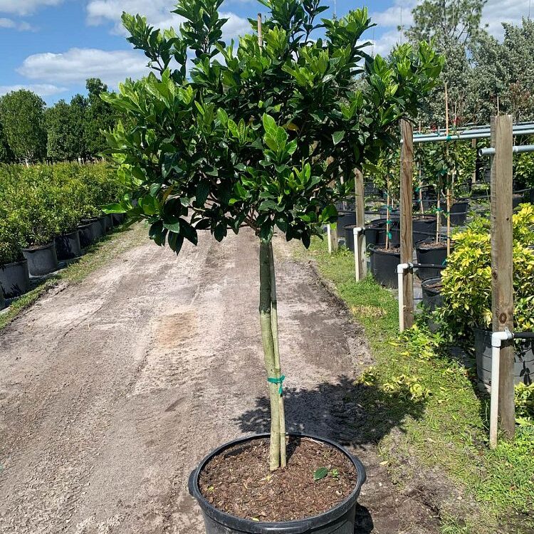 Gardenia-jasminoides-Miami-Supreme-Grafted