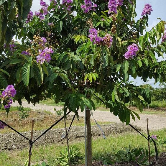 Queen-Crape-Myrtle-Tree